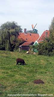 Oveja con molino de viento de fondo en Zaanse Schans