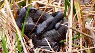 Northern Water snakes mating