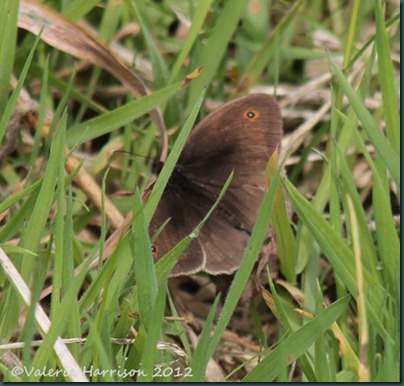 15-meadow-brown