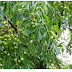 Rheumatoid arthritis, stones, shingles, white dhubi, itching most accurate therapy for a disease bakaino
