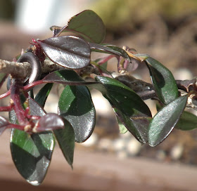 Cotoneaster Horizontalis burgundy- green foliage in March 