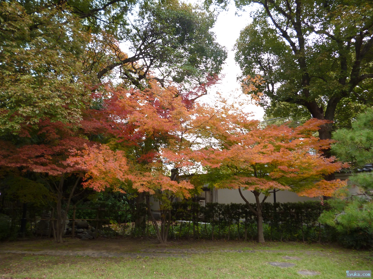 狛犬報道室 色々フリー写真館 散歩 藤田邸跡公園の紅葉 秋の景色