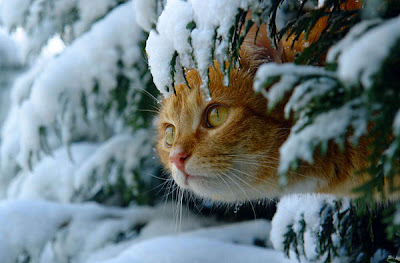 Cats in the Snow Seen On www.coolpicturegallery.us