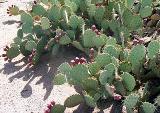 Nopal cactus plants that tolerate heat and drought well