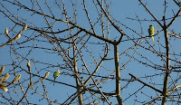 birds in tree; photo by Val Phoenix