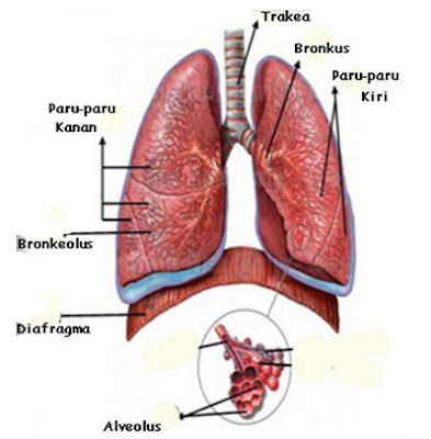 Sistem Ekskresi Manusia Beserta Penjelasannya, fungsi paru-paru
