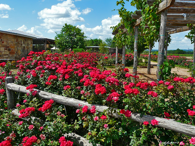 A cedar fence covered with red roses at Torre di Pietra Winery and Vineyards. East of Fredericksburg, Tx on US Hwy 290.