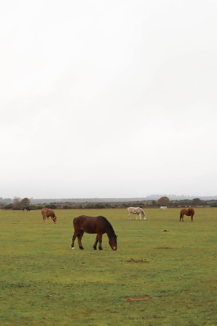 Visiting New Forest Park National Park