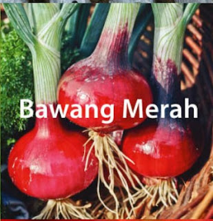 Teknis Budidaya Bawang Merah