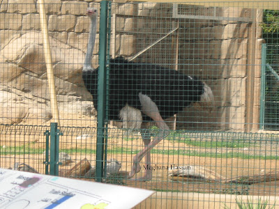 Al Ain Zoo