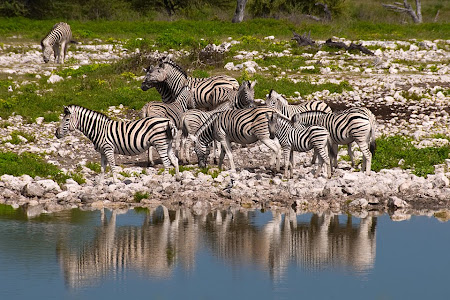 Zebras at watering hole, Etosha National Park, Namibia © Matt Prater