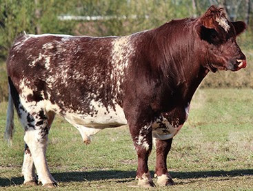 Foto atau Gambar Sapi Shorthorn