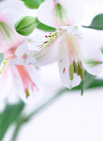 lavender peruvian lily, alstroemeria, altroemeria