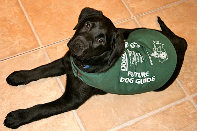 Romero, a twelve week old black lab puppy is lying on a tiled kitchen floor looking up at the camera above him. His back is mostly covered with a dark green jacket with white writing on each side that reads FUTURE DOG GUIDE. Romero's head is slightly tilted, his tail is sticking out to one side, and his long front legs are stretched in front of him.