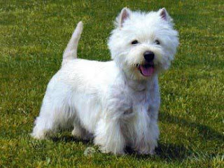 Raza de perro West Highland Terrier