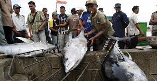 Bercita cita sebagai poros maritim dunia kenapa RI masih Impor ikan? Ini penjelasannya