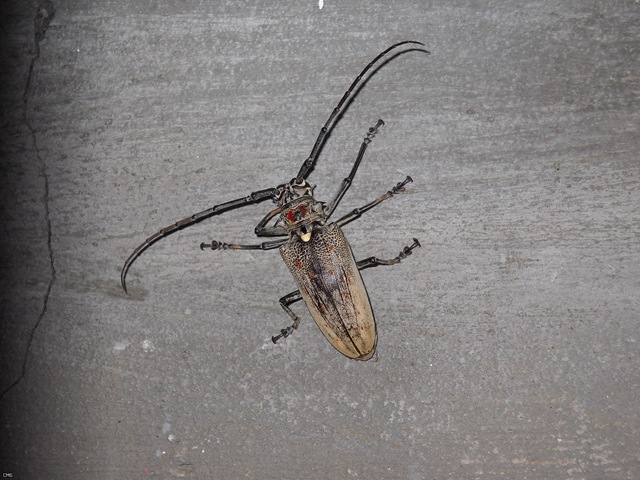 Beetle