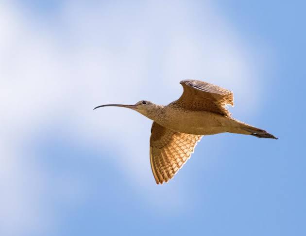 How Birds Are Able To Locate Their Destination While Flying In Midair. - Gloracegistmedia