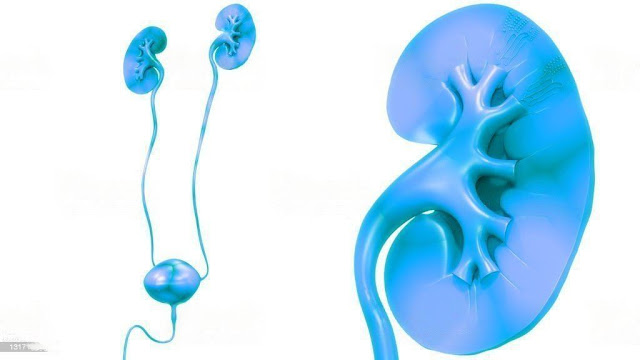 Ayurvedic Kidney Treatment is an Ayurveda treatment for the kidney diseases. It cures all kinds of kidney related problems like stones, pain and swelling of the kidneys etc. This treatment provides immense relief to patient suffering from these diseases.