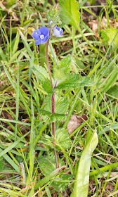 Germander Speedwell, Veronica chamaedrys.  Hayes Churchyard.  4 May 2015.