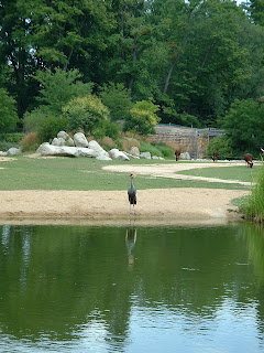 Une grue couronnée et son reflet dans l'eau