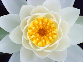 White Flower