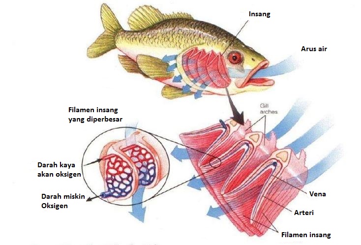 Alat Pernapasan pada  Hewan  Dunia Biologi