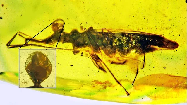 See a Bizarre Bulging-Eye Bug Stuck in 100-Million-Year-Old Amber