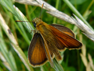 Small Skipper (2020)