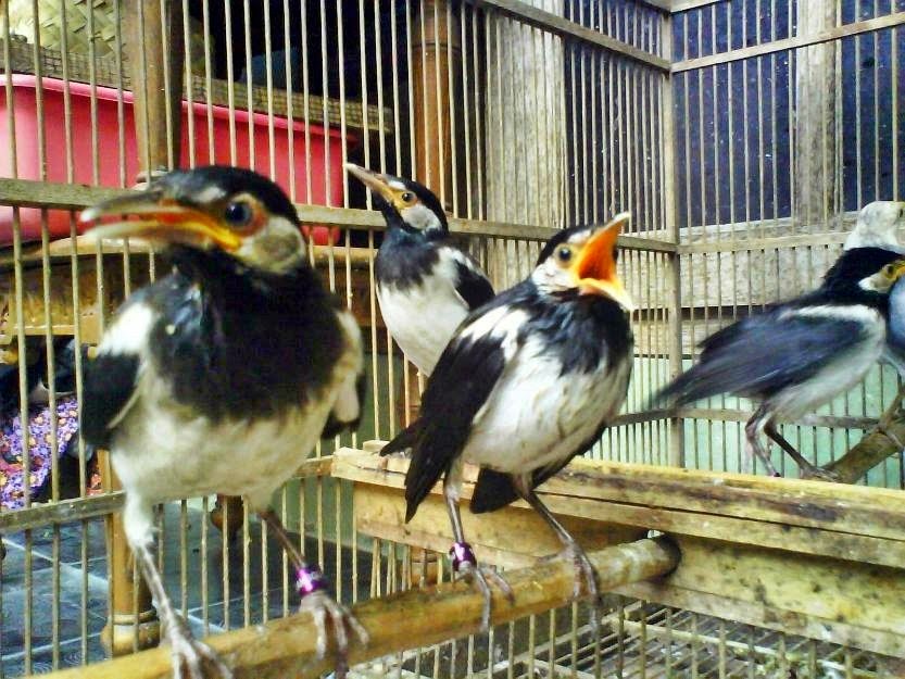 Burung Jalak Suren  Ocehan Kenari