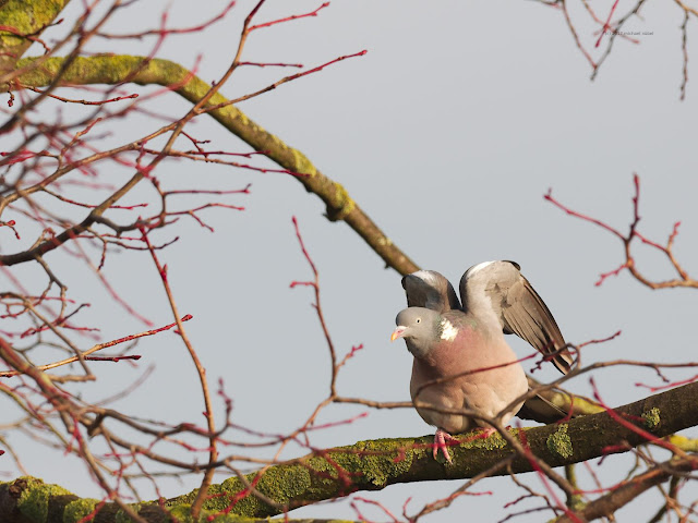 Ringeltaube (Columba palumbus)