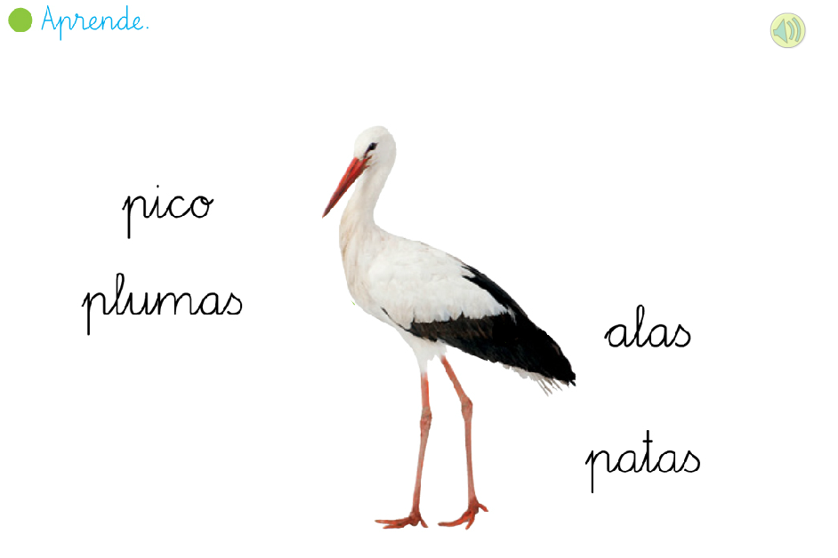 http://primerodecarlos.com/primerodecarlos.blogspot.com/enero/aves.swf