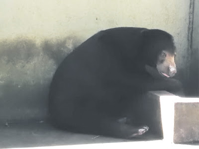 gambar beruang madu di kebun binatang