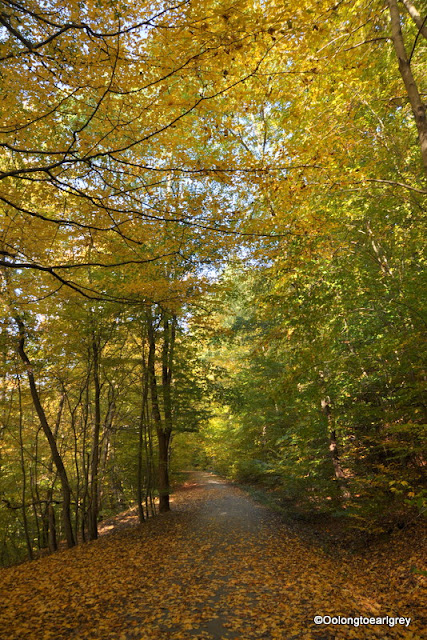 Autumn Forest, Frankfurt, Germany