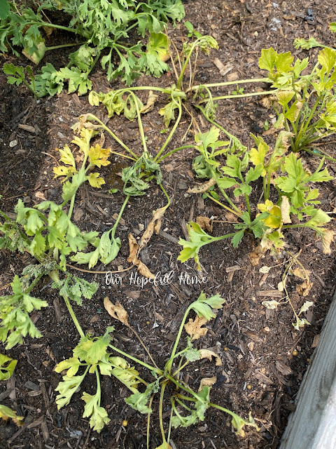 ranunculus seedlings in raised flower bed