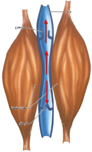 الشكل 16-26: تؤثر العضلات الهيكلية أثناء انقباضها على الأوردة المارة عبرها أو قربها فتسبب عصر الدم باتجاه القلب ويساعد في ذلك وجود الصمامات في الأوردة.