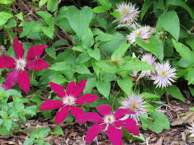 magenta clematis