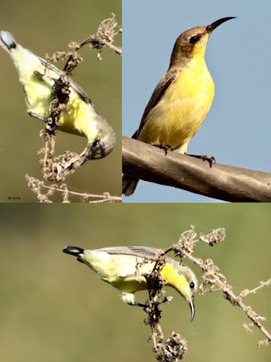 Purple Sunbird