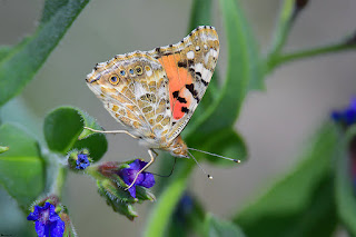 mariposa-vanesa-de-los-cardos-vanessa-cardui-libando-