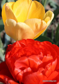 Tulips Urdorf Switzerland Spring