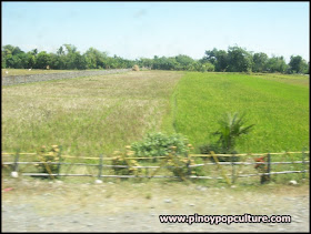 rice field, Mangatarem, Pangasinan, Oryza sativa, grains