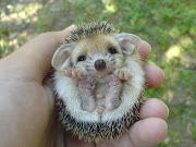 My birthday is on Saturday, so hedgehog me, please. (baby hedgehog)