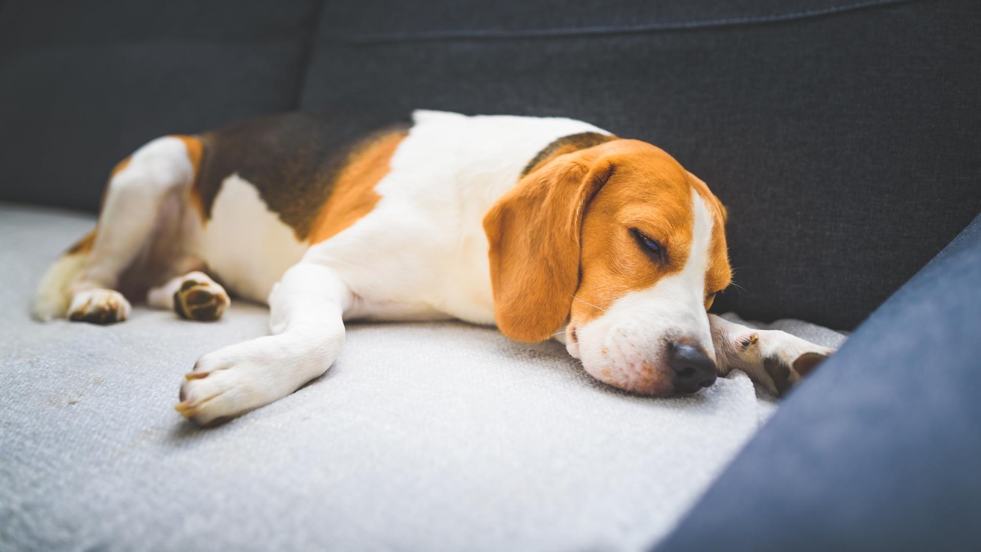 5 sinais de que um cachorro está prestes a morrer