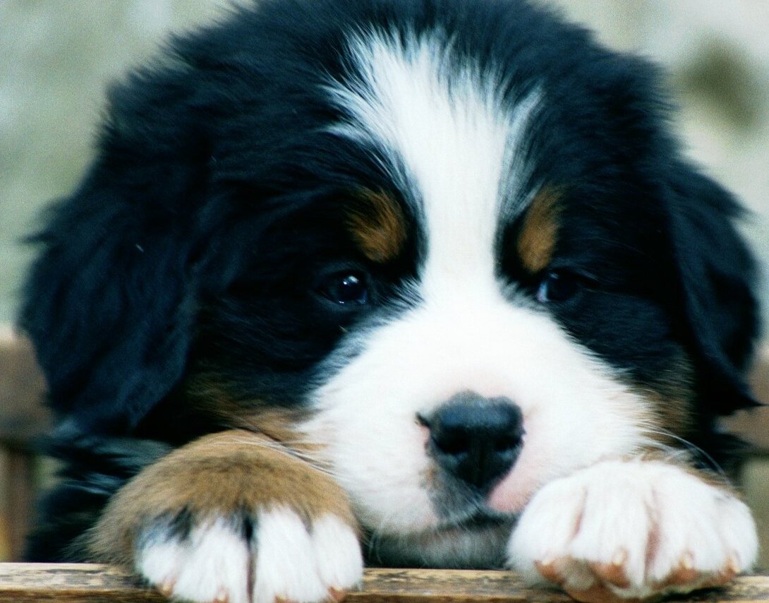 Tips, How To Train Your Puppy