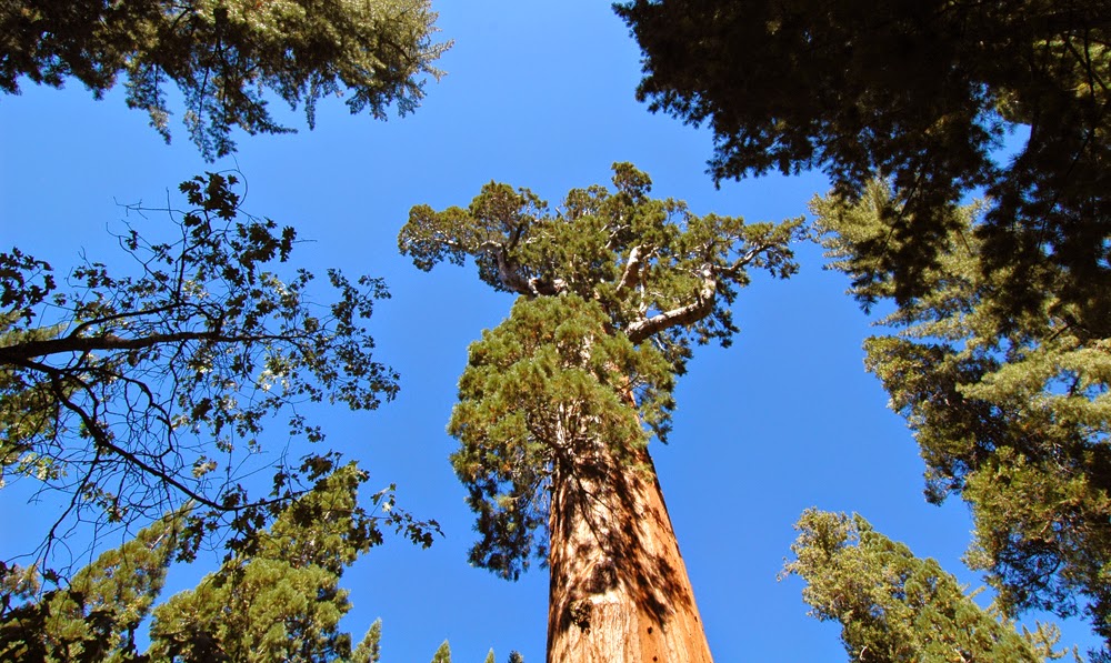 Sequoia and Kings Canyon National Parks