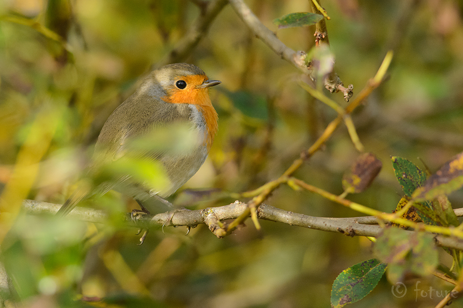 Punarind, Erithacus rubecula, European Robin, Redbreast