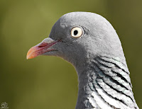 Paloma torcaz. (Columba palumbus)