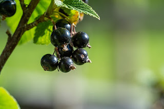 racimo de grosella negra