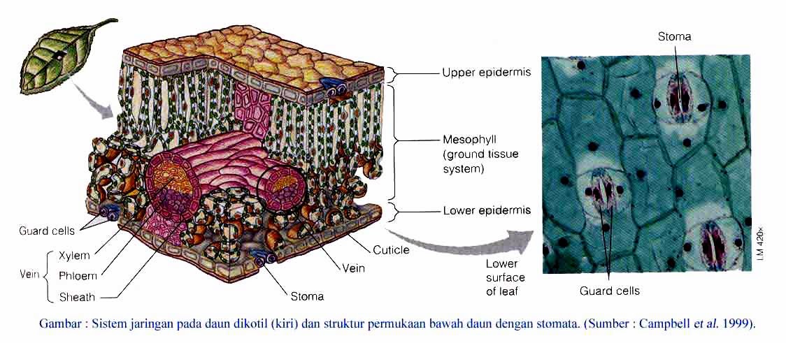 UNKNOWN: MATERI STRUKTUR DAN FUNGSI JARINGAN TUMBUHAN