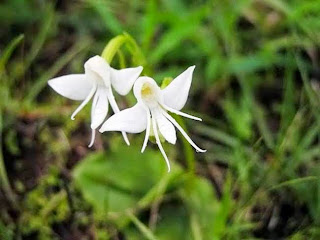 TOP 4 : White-Mosquito Orchid